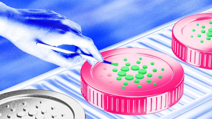 Fundação Cardano acelera adoção de blockchain no setor público do Brasil
